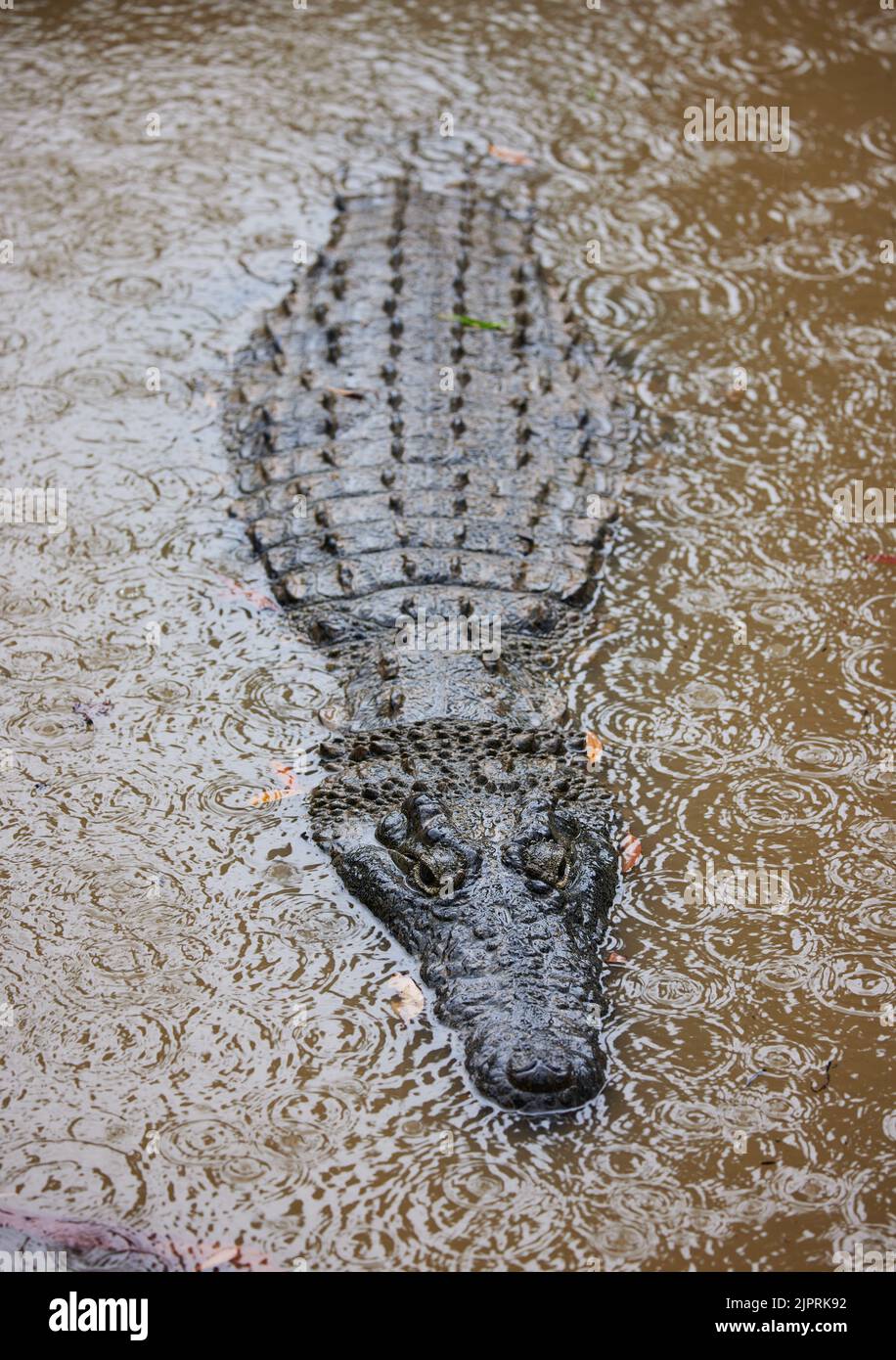 A vertical closeup of a crocodile swimming in a pond in a zoo of