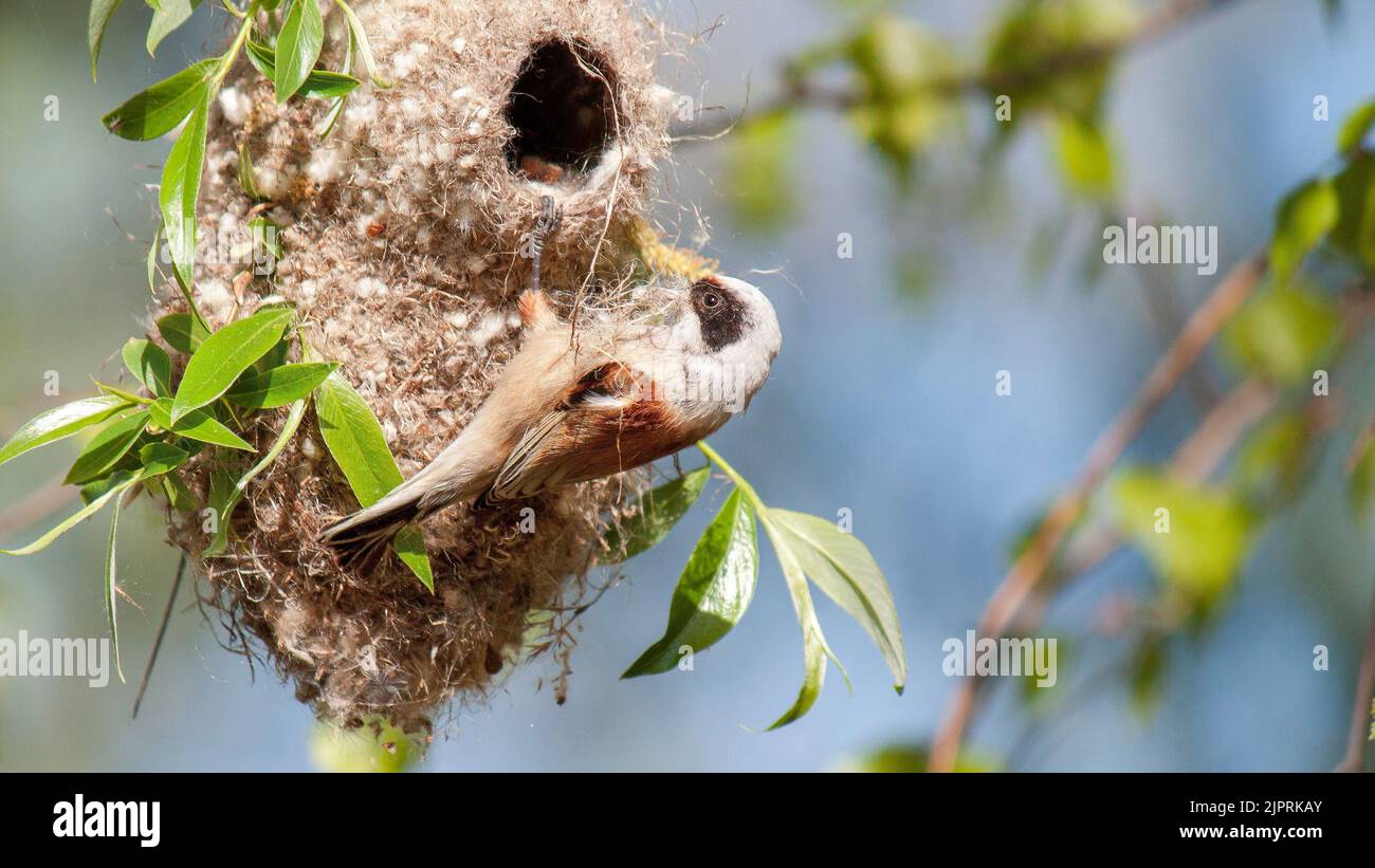 A common remez bird feeding its chicks inside a nest Stock Photo Alamy