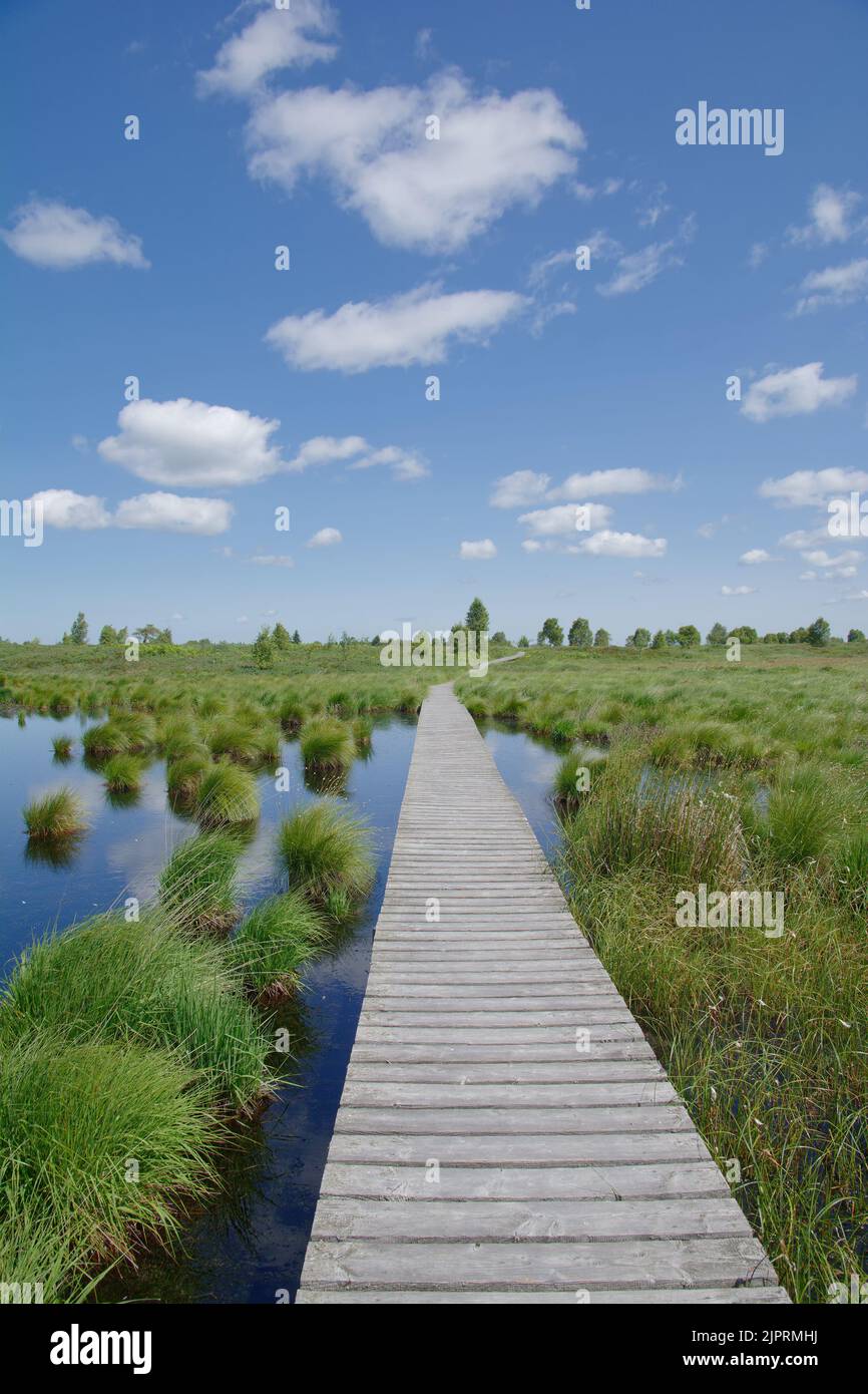 Footpath in Hohes Venn or Hautes Fagnes Moor,the Eifel,Belgium and Germany Stock Photo
