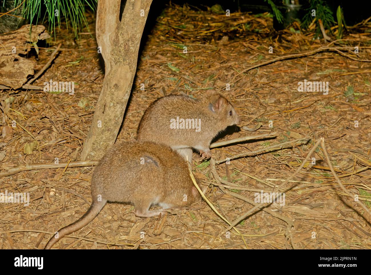 Long footed potoroo hires stock photography and images Alamy