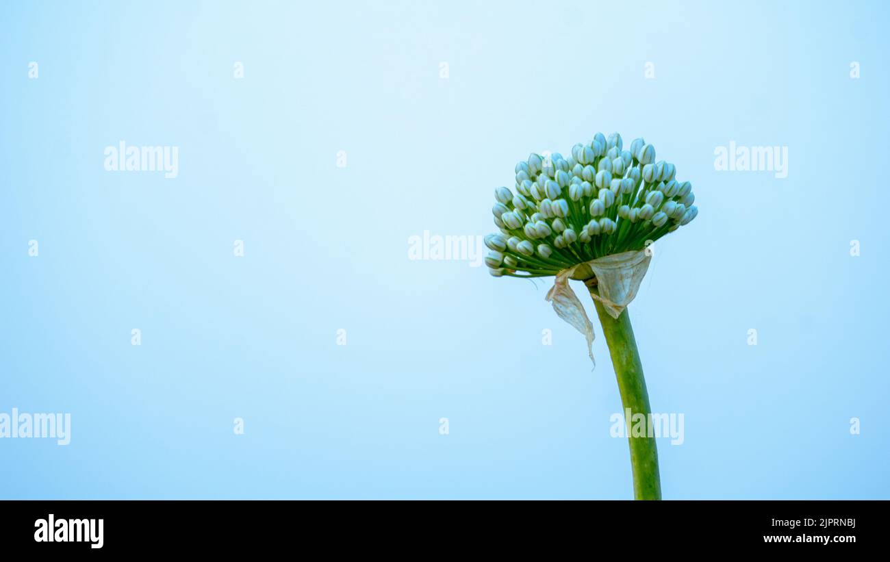Spring onion allium cepa l family liliaceae hires stock photography