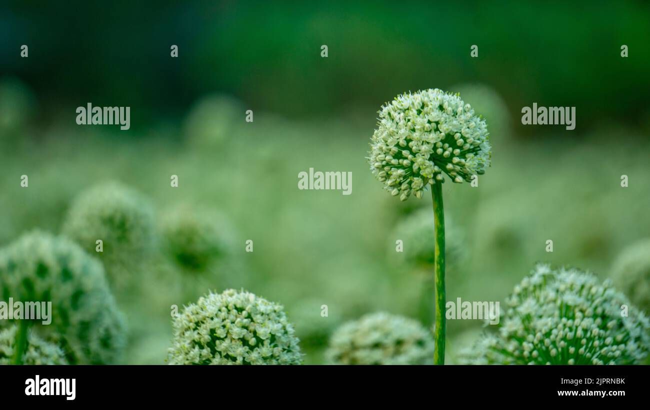 Onion flowers blooming onions, alliums. Green onions. Life cycle of onion. Stages of onion