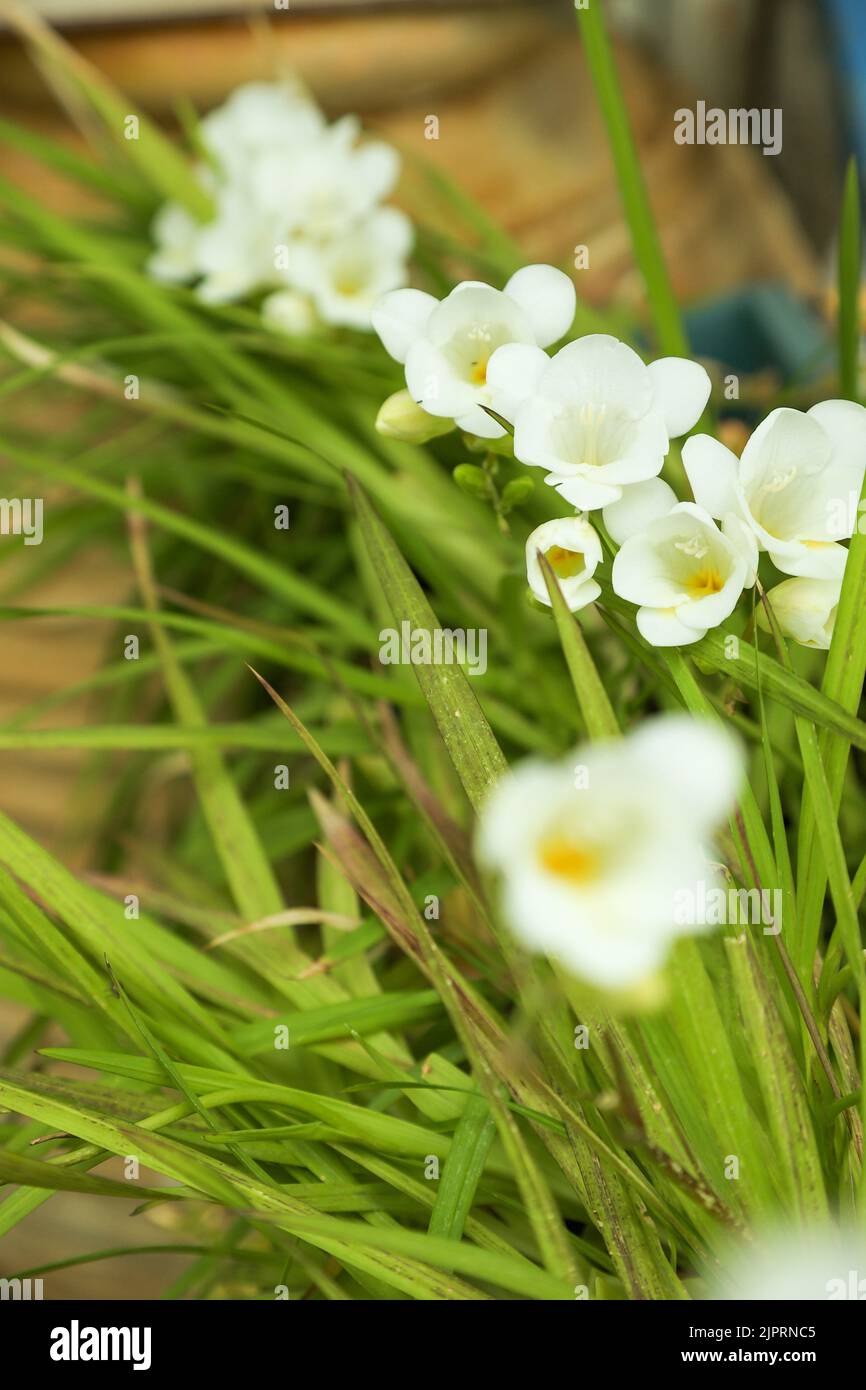White freesia flowers with selective focus against blurry green leaves and terracotta pot in spring garden. Stock Photo