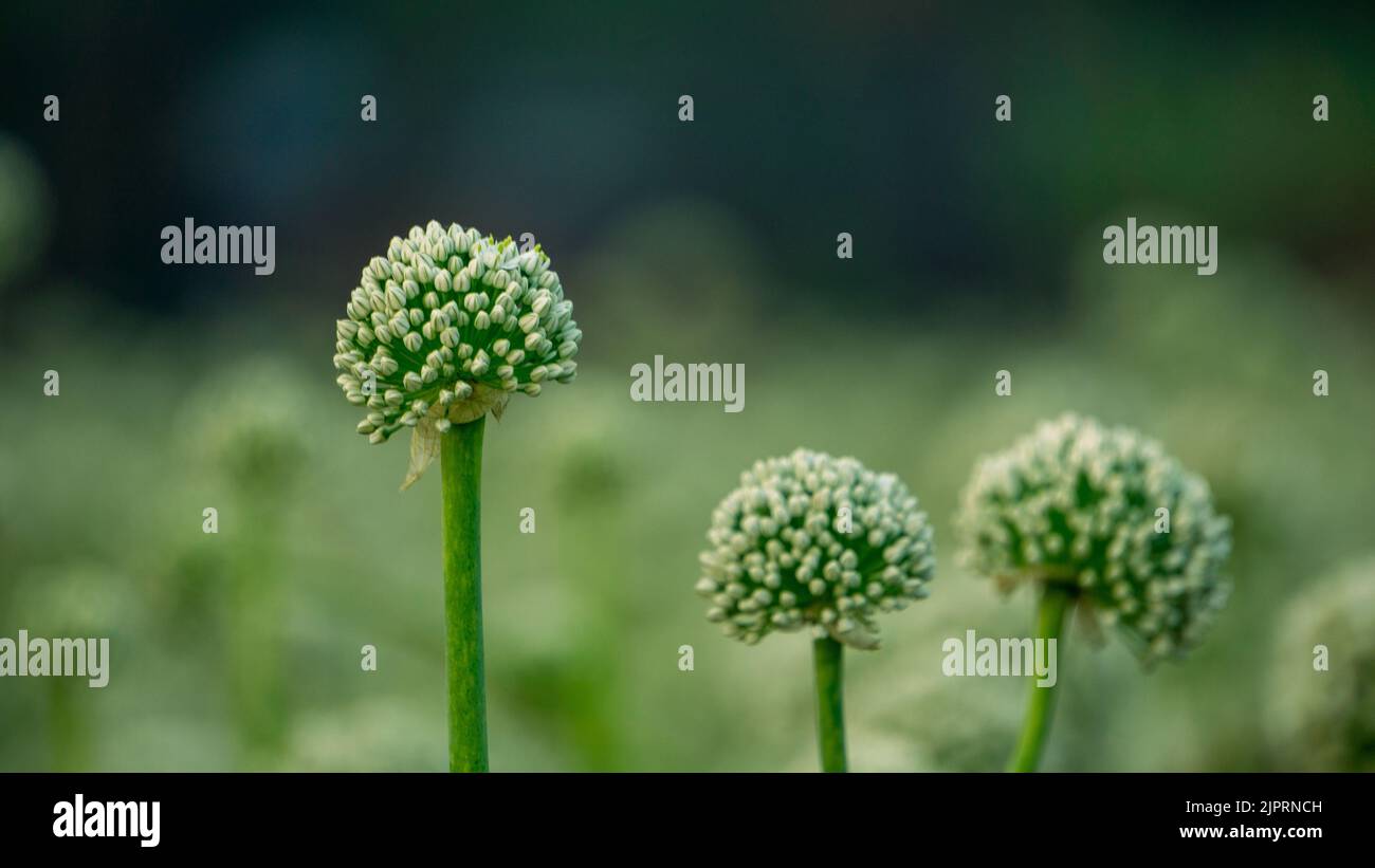 Onion flowers blooming onions, alliums. Green onions. The life cycle of