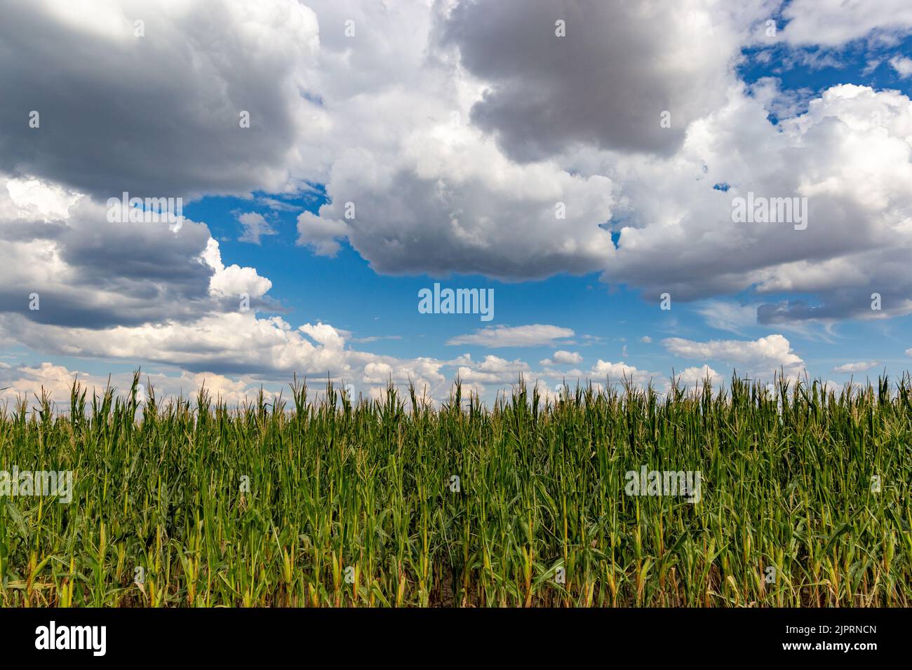 Corn field sweet sprouts hi-res stock photography and images - Alamy