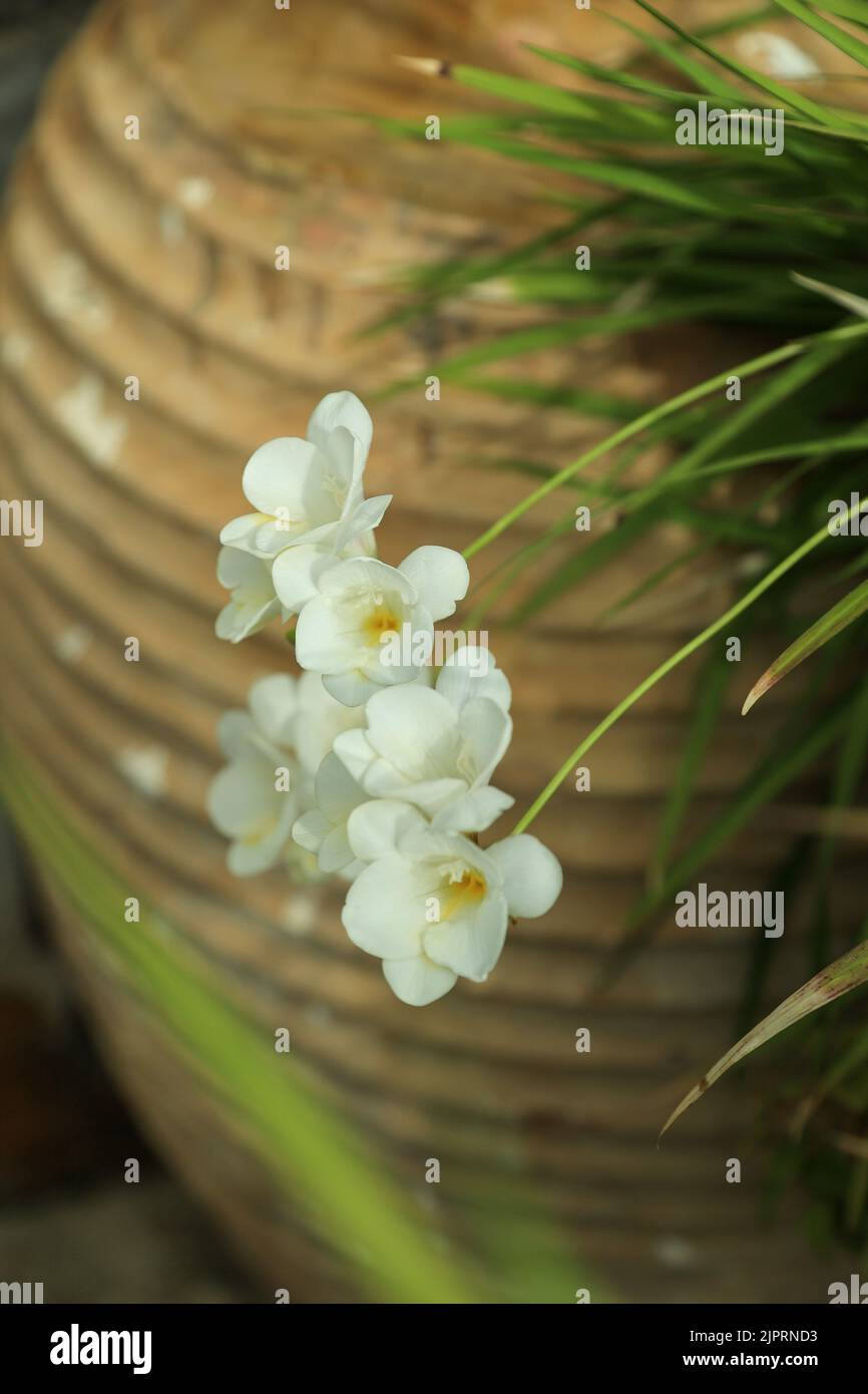 White freesia flowers on thin stems, selective focus against blurry terracotta pot and green leaves. Spring garden concept. Stock Photo