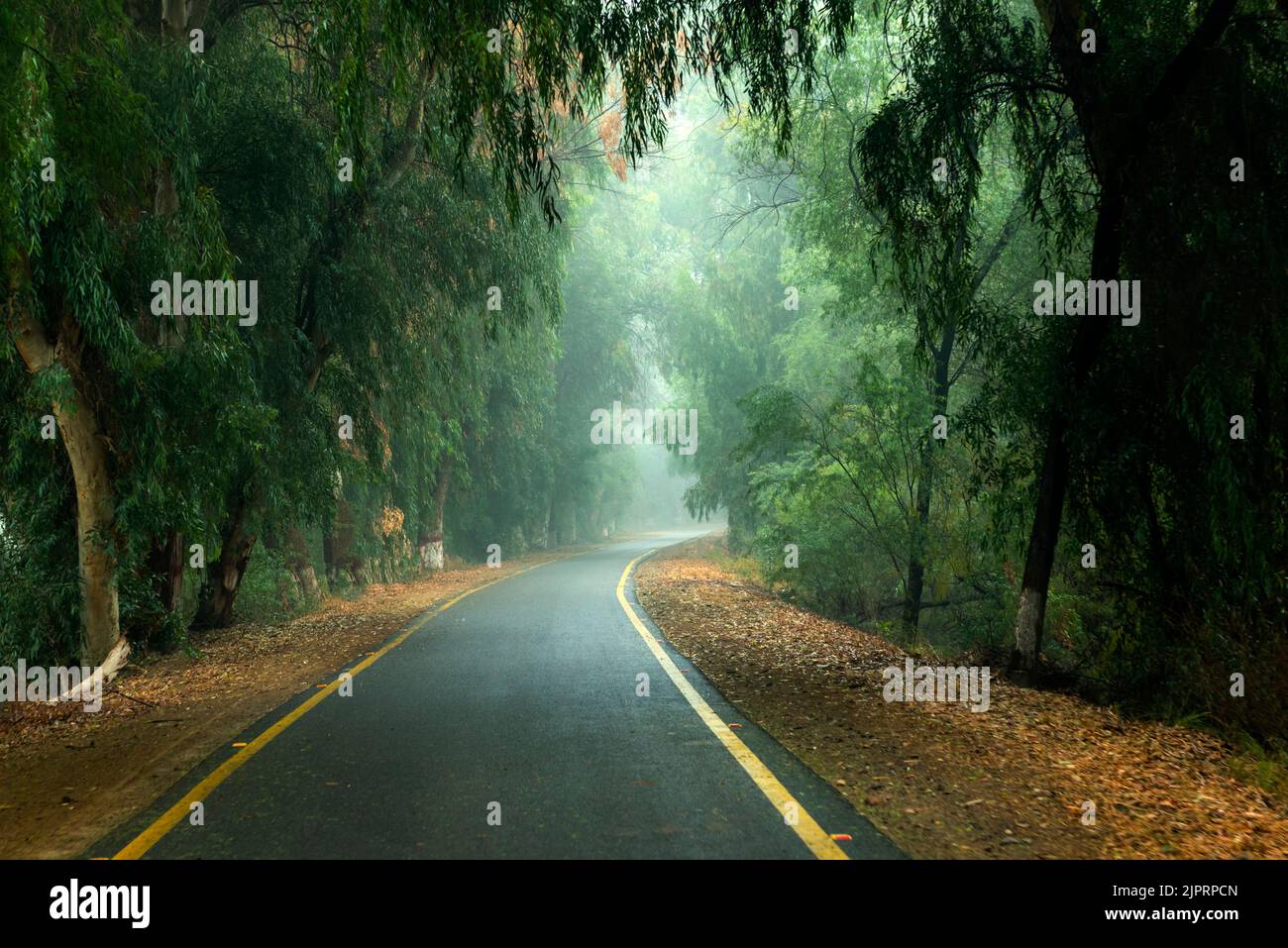 beautiful rod in the green tree lines in fog Stock Photo