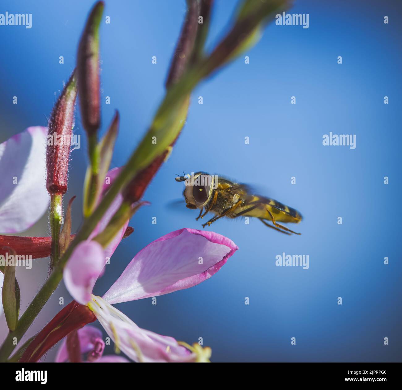Macro of an hoverfly flying to an indian feather flower blossom Stock Photo