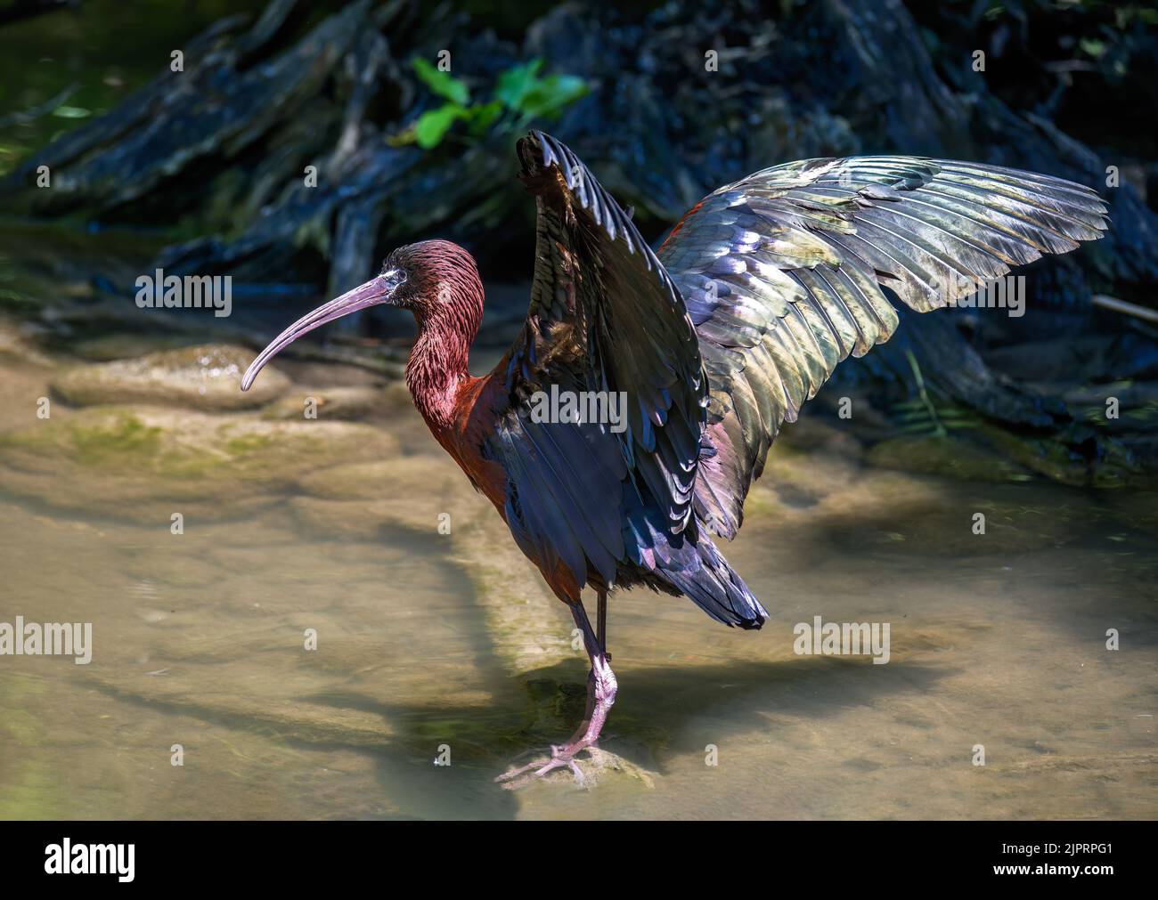 Glossy ibis bird wading through the water Stock Photo