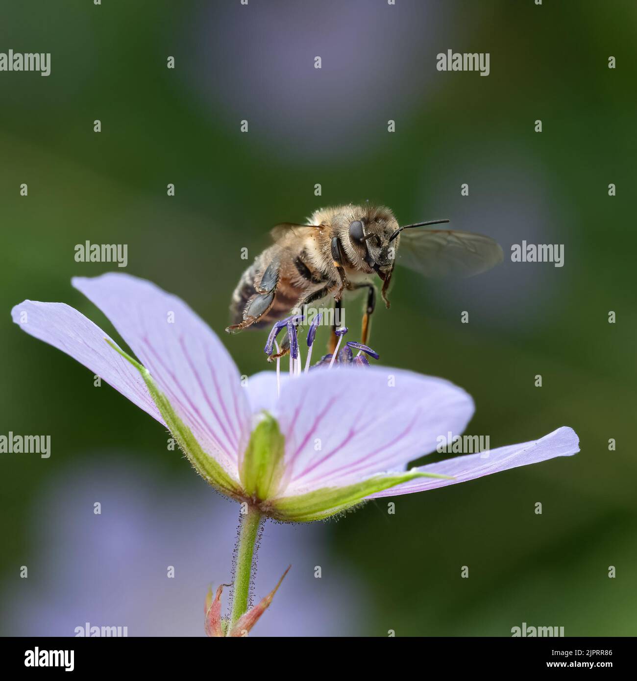 Honey Bee and Flower Stock Photo