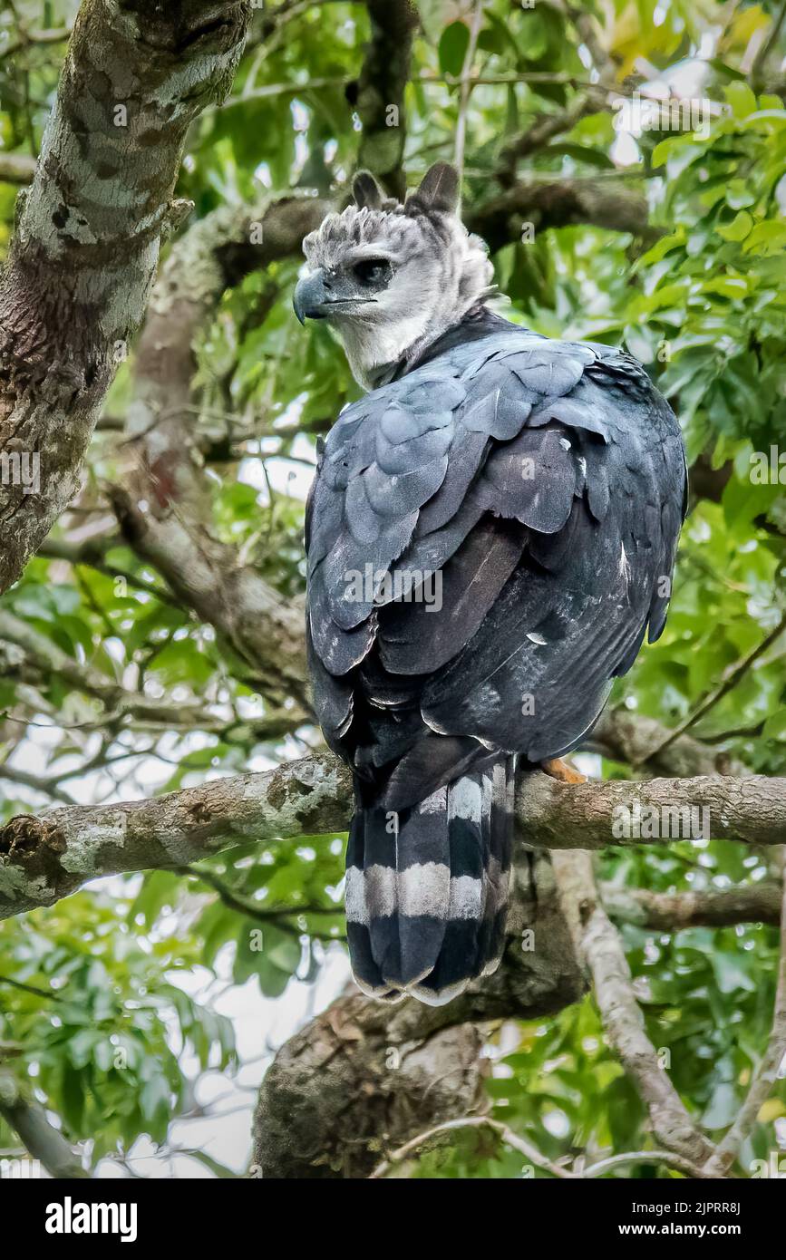 Harpy eagle (Harpia harpyja), Perched in a Tree Stock Photo