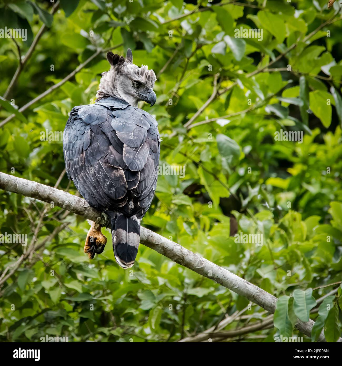 Harpy eagle Harpia harpyja raptor perched on a branch. This large bird of  prey is on the threatened species list Stock Photo - Alamy