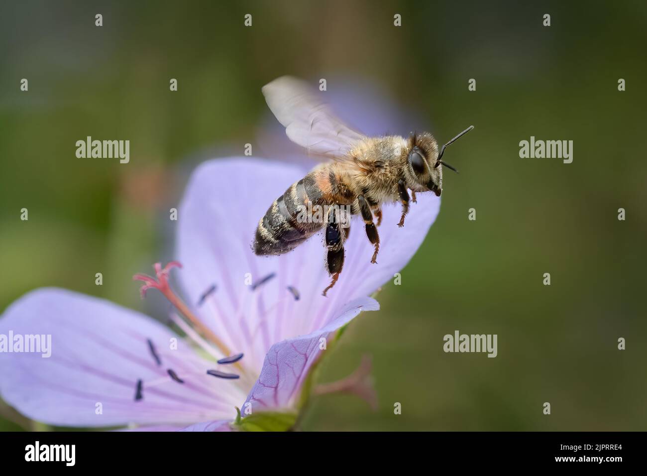 Hover-fly (Helophilus pendulus), Flying Stock Photo