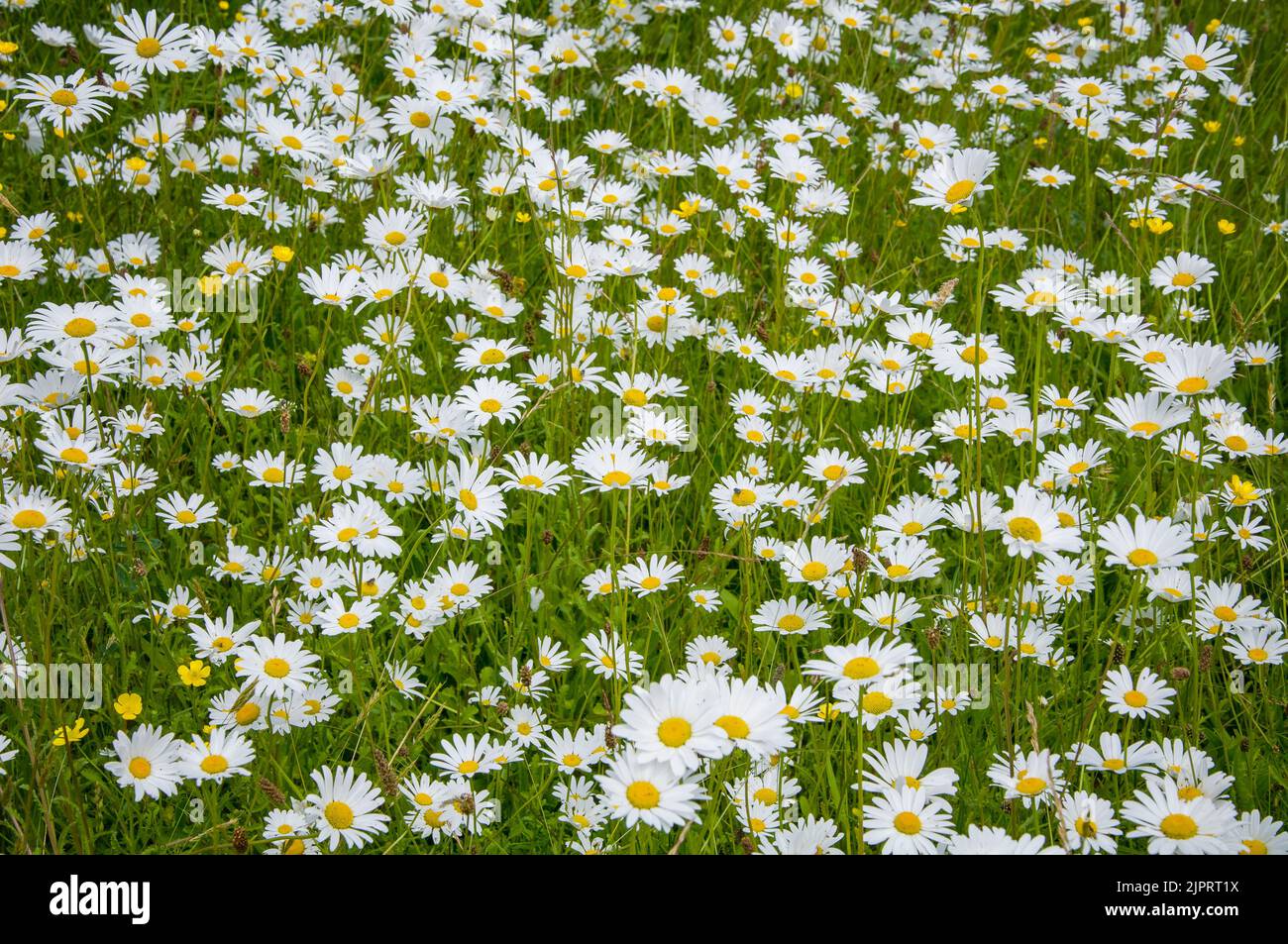 Meadow with white chamomiles in Ireland on summer. Flower background Stock Photo