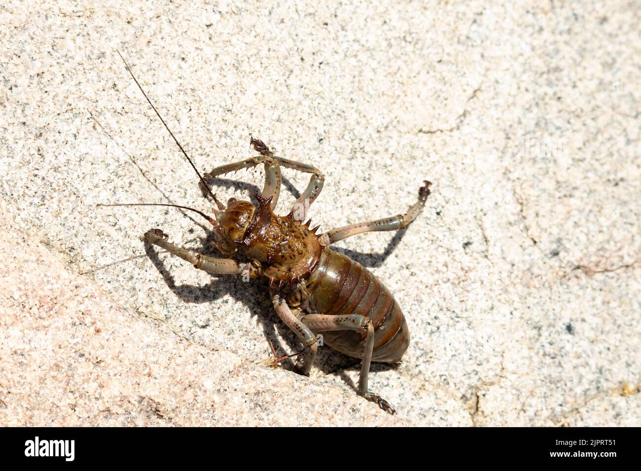 Cricket toxic hires stock photography and images Alamy