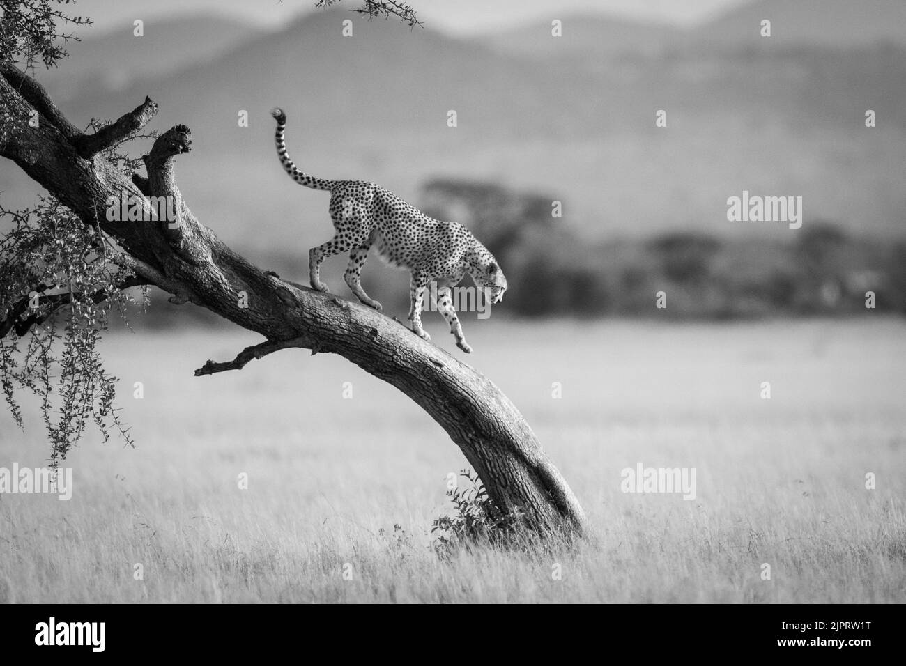 Mono cheetah walks down tree in savannah Stock Photo