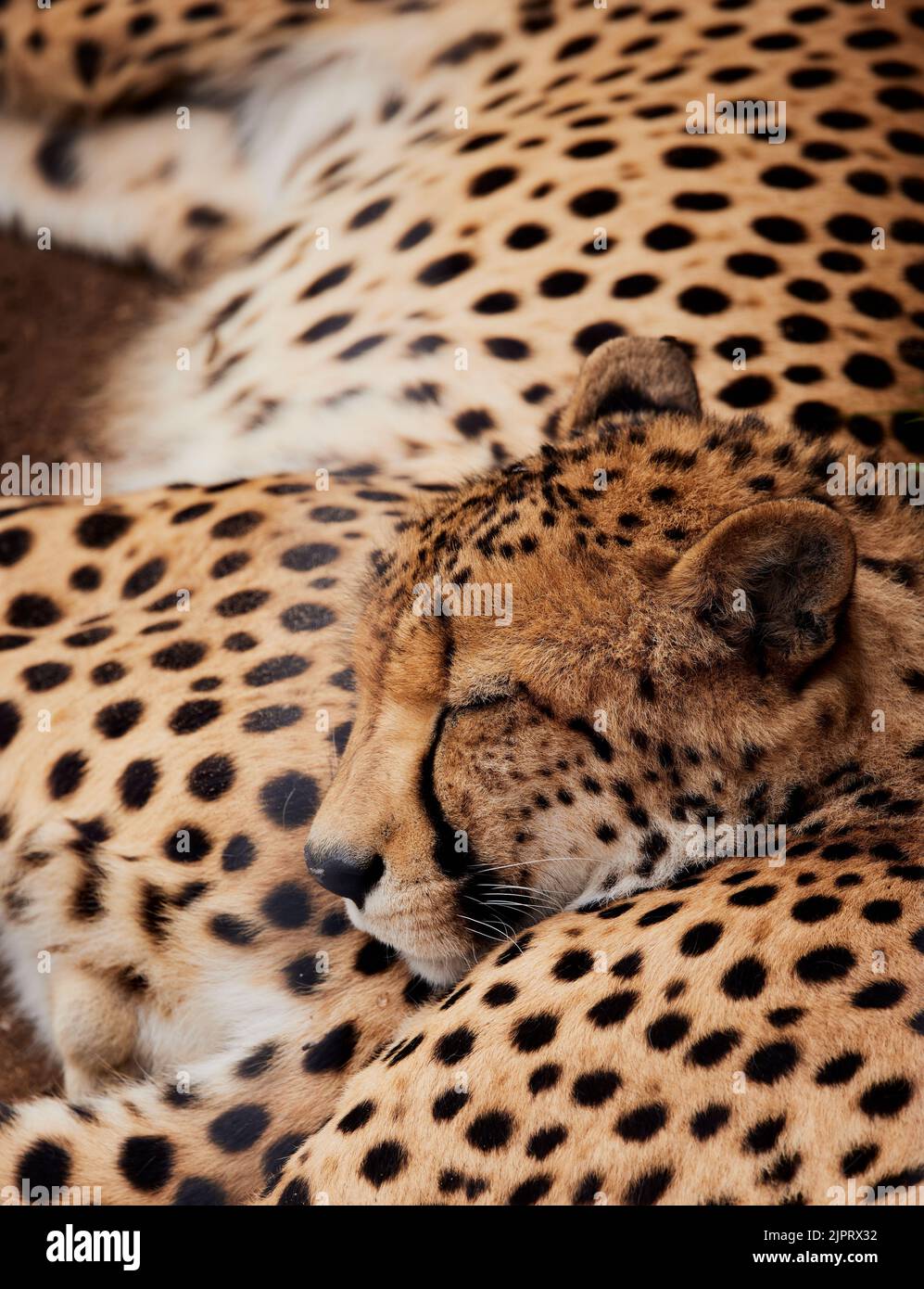 A sleeping baby cheetah on its mother in Oudtshoorn Zoo Stock Photo Alamy