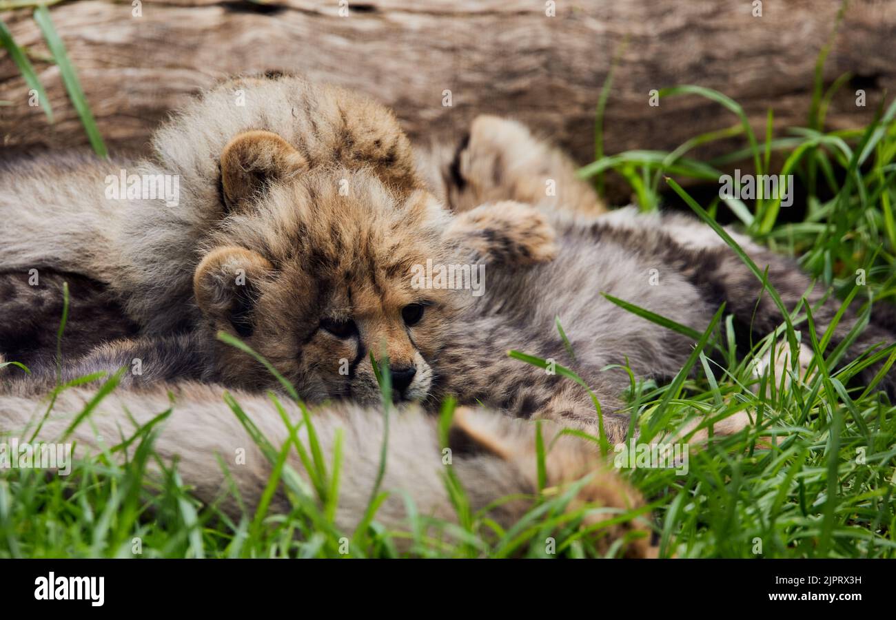 A sleeping baby cheetahs on green grass ground in Oudtshoorn Zoo Stock