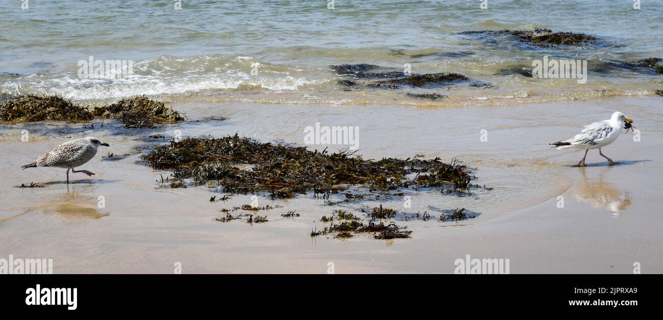 Mouette mangeant un crabe sur la plage de Batz-sur-Mer (Ouest-France) Stock Photo