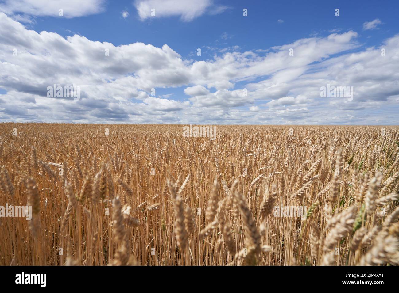 Ripe ears of wheat in field against a blue sky in Russia Stock Photo
