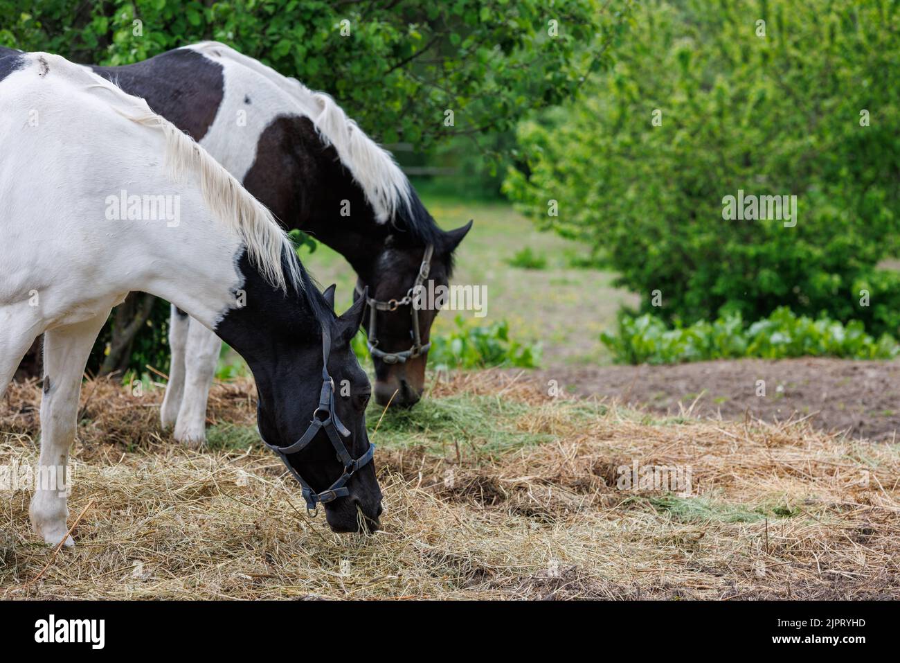 two horses in a paddock eat hay from the ground, at summer day ...