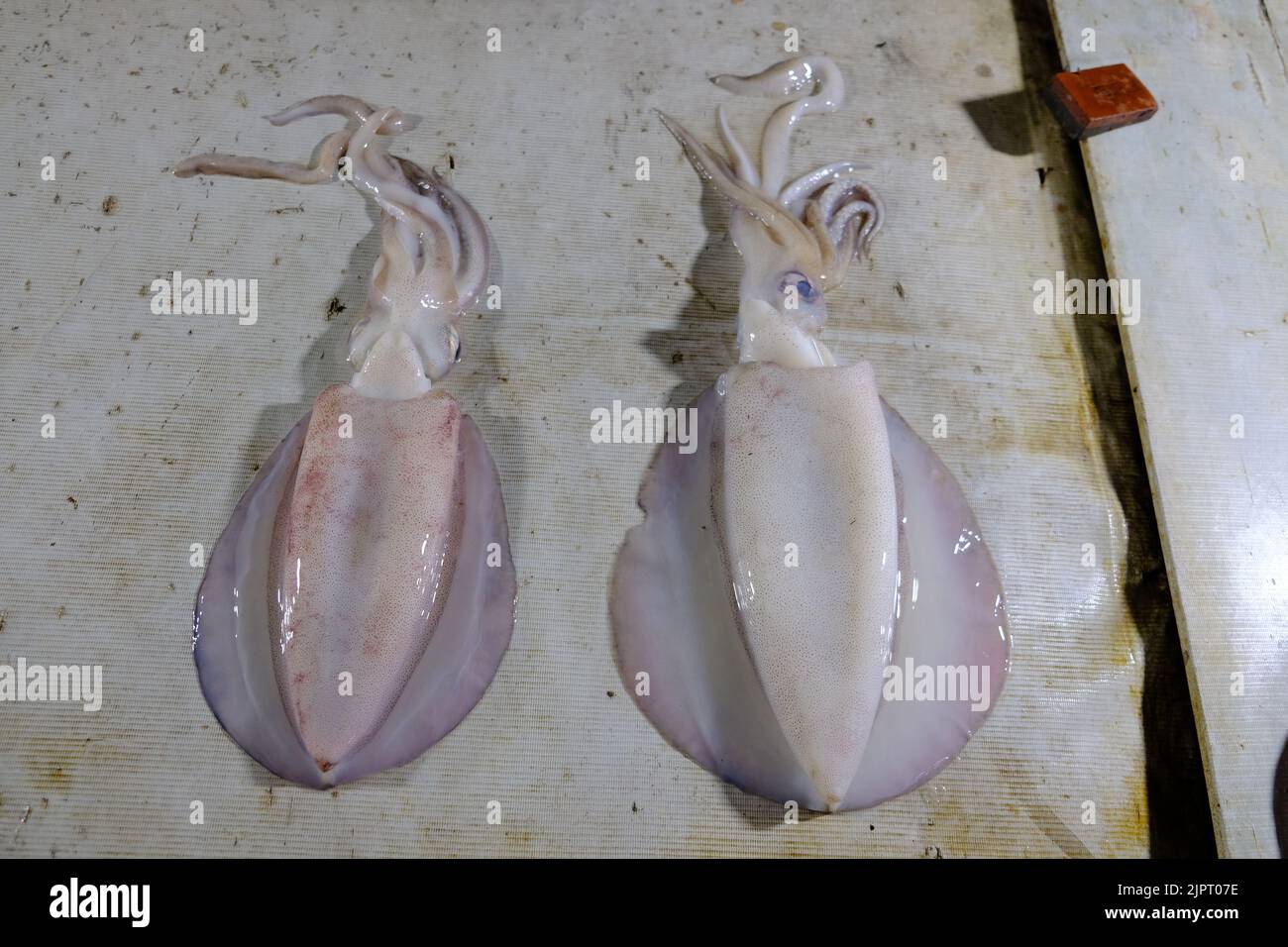 Indonesia Kupang - Fish market Cuttlefish Stock Photo - Alamy