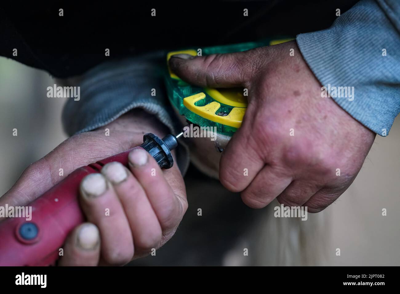 Man farrier installing plastic horseshoe to hoof. Closeup up detail to hands holding animal feet and rotary tool grinder Stock Photo