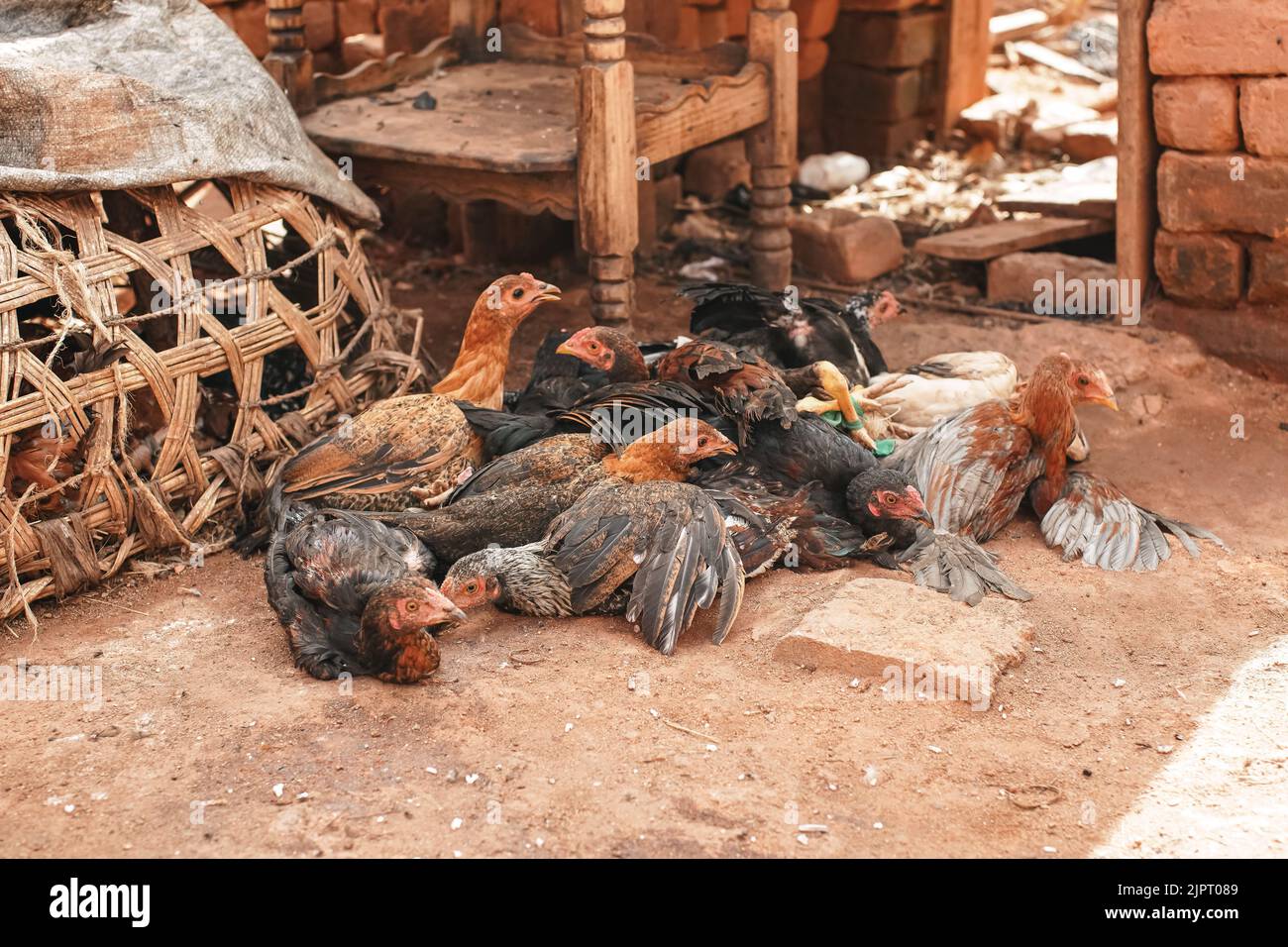 Group of small chickens and hens on dirty yard ground, provisional wicker cage near, closeup detail from typical village in Africa Stock Photo