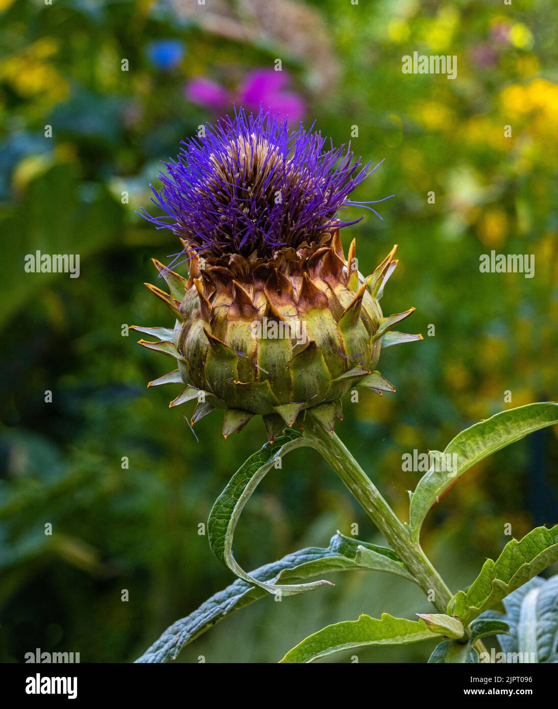 Cardoon, Cynara cardunculus. Head in full flower. Flowers are tiny purple strands surrounded by green. Stock Photo