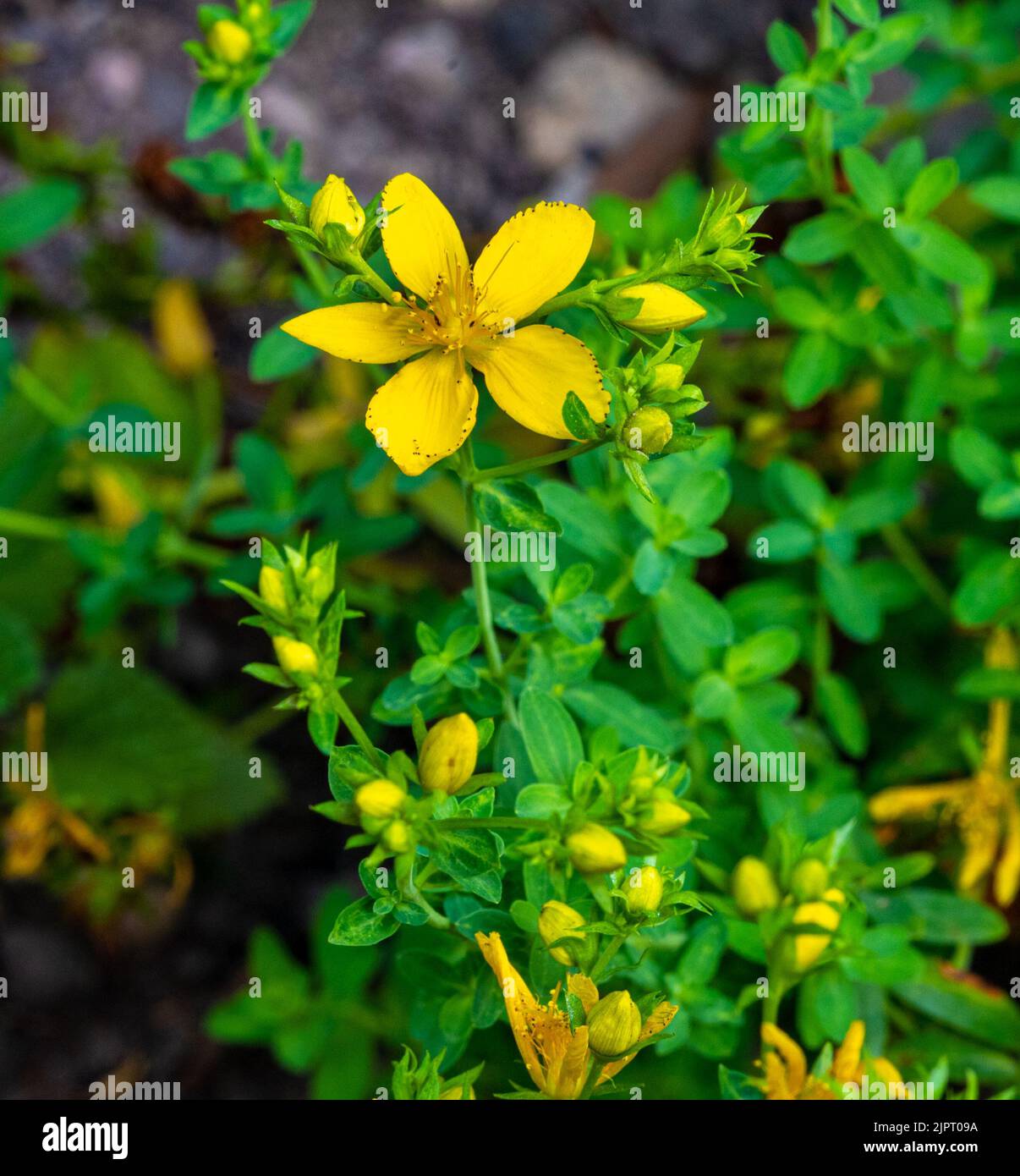 True St. John‘s wort (Hypericum perforatum), flowers, yellow. Botanical