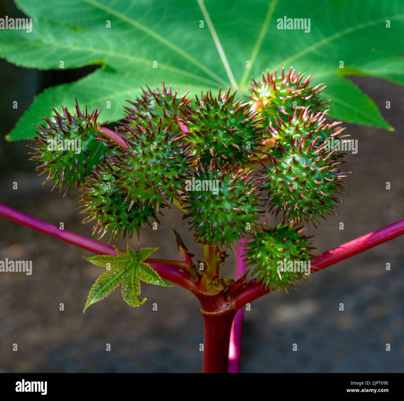 Castor Bean Plant (Ricinus communis). Botanical Garden, Freiburg