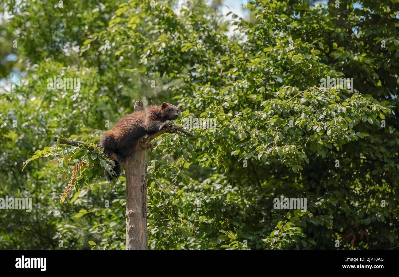 Wolverine aka wolverene - Gulo gulo - resting on top of dry tree, blurred forest background Stock Photo