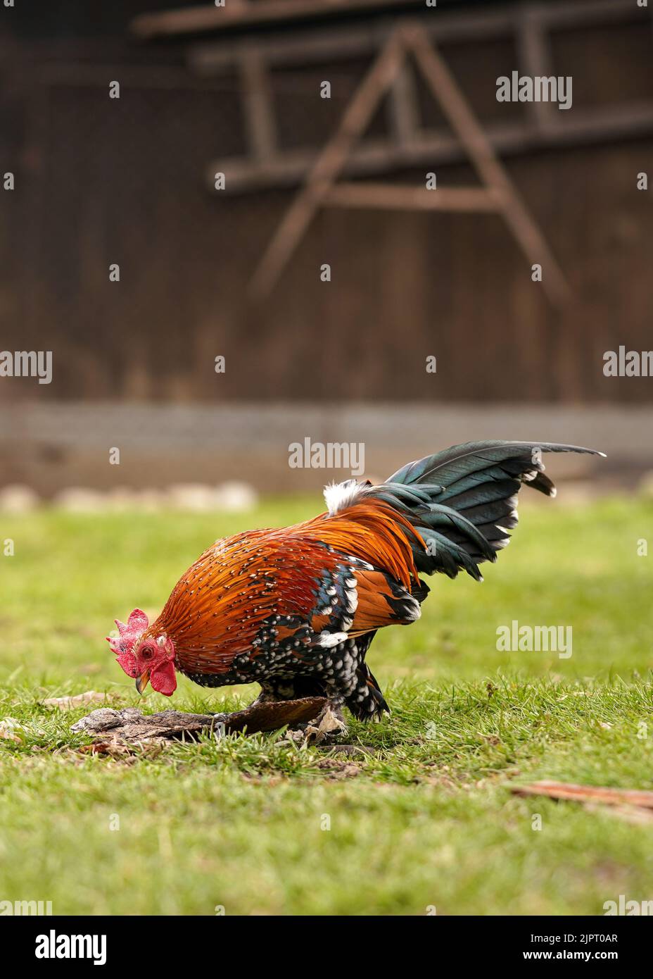 Small bantam chicken rooster with bright red comb and green tail, walking on green grass yard, view from side Stock Photo