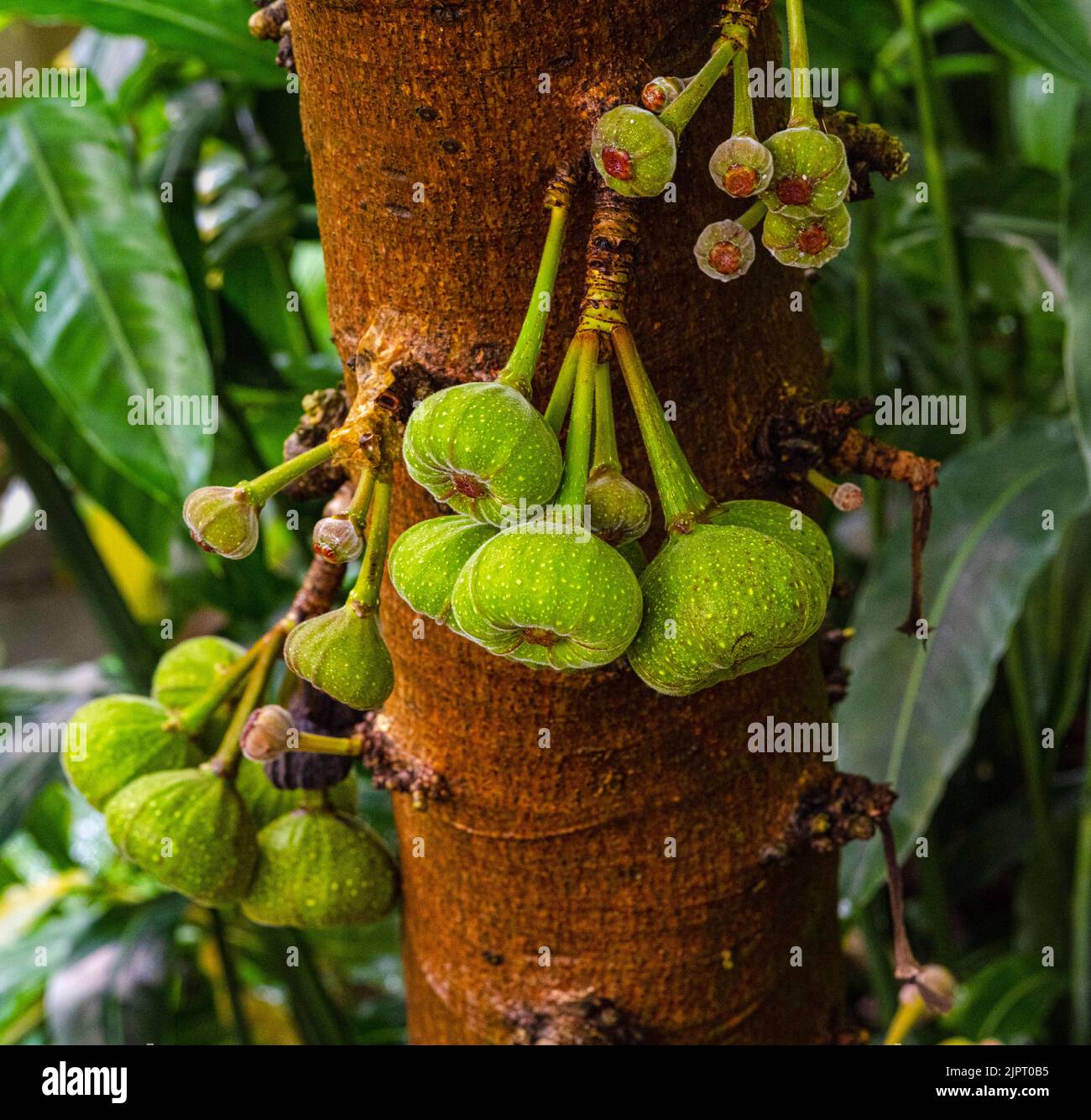 Ficus auriculata, Roxburgh Fig close up of fruits on a tree. Stock Photo