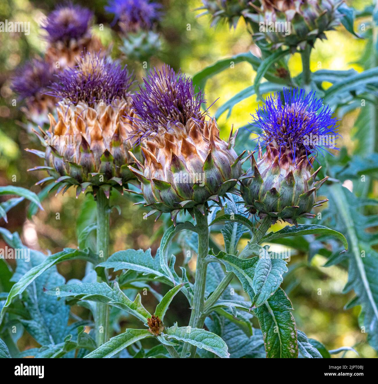 Cardoon, Cynara cardunculus. Head in full flower. Flowers are tiny purple strands surrounded by green. Stock Photo