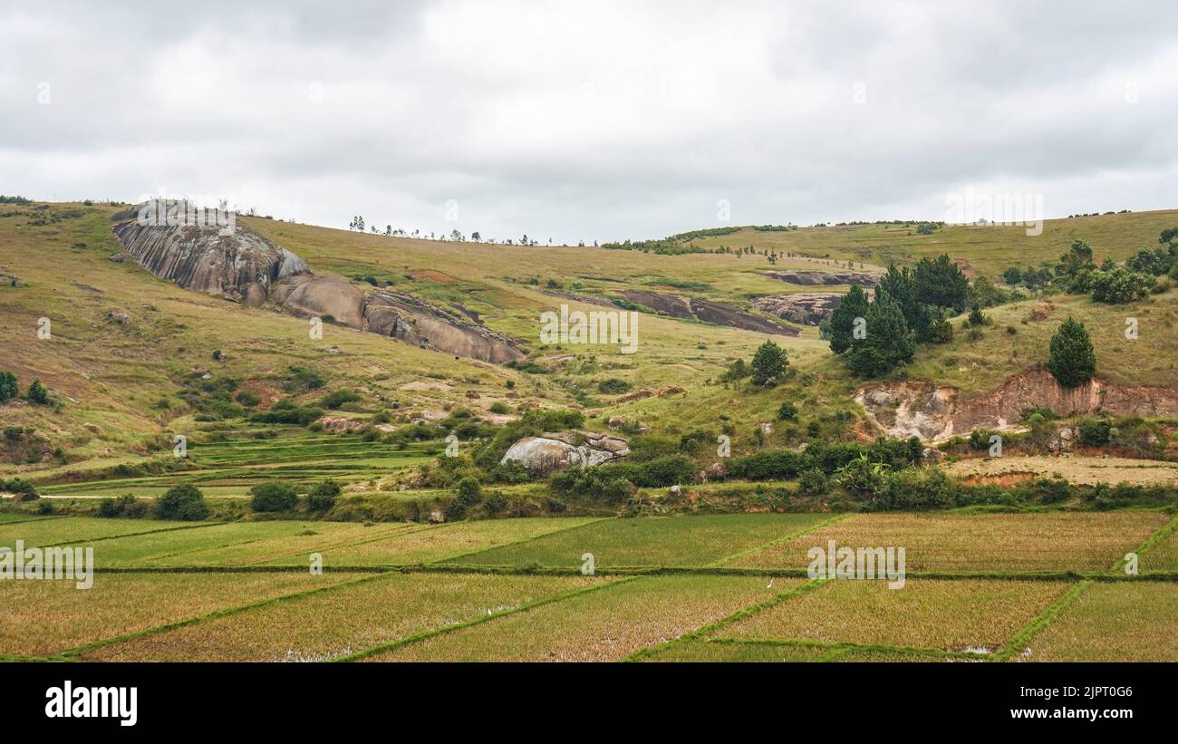 Typical Madagascar landscape - green and yellow rice terrace fields on small hills in region near Farariana Stock Photo