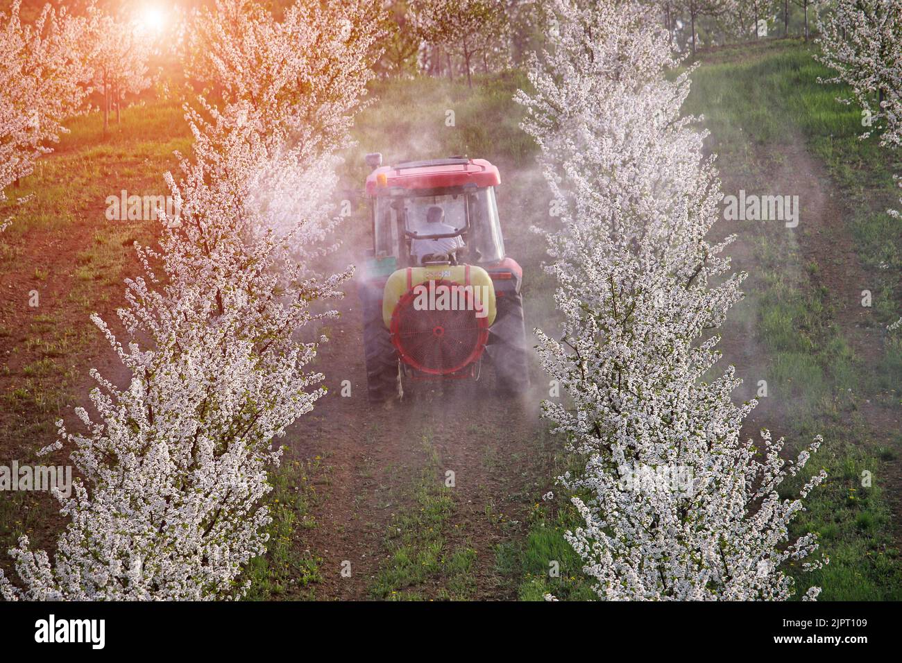 tractor sprays insecticide in cherry orchard agriculture Stock Photo Alamy