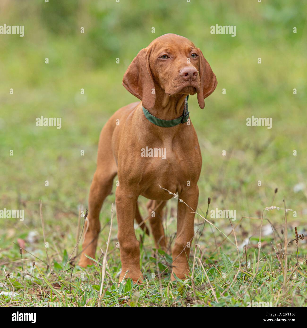 Hungarian Vizsla puppy Stock Photo Alamy