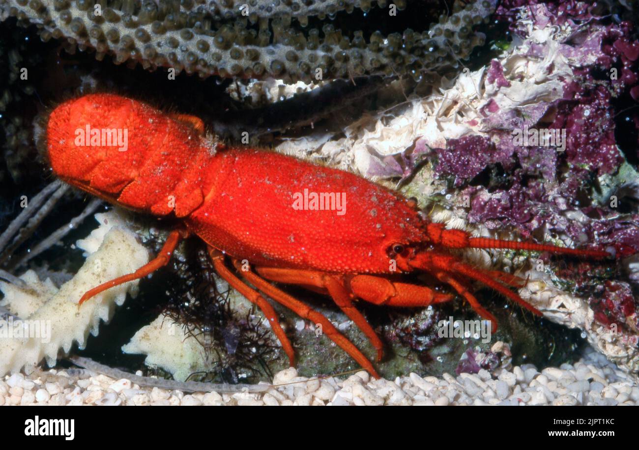 Indo-Pacific furry lobster (Palinurellus wieneckii). Stock Photo