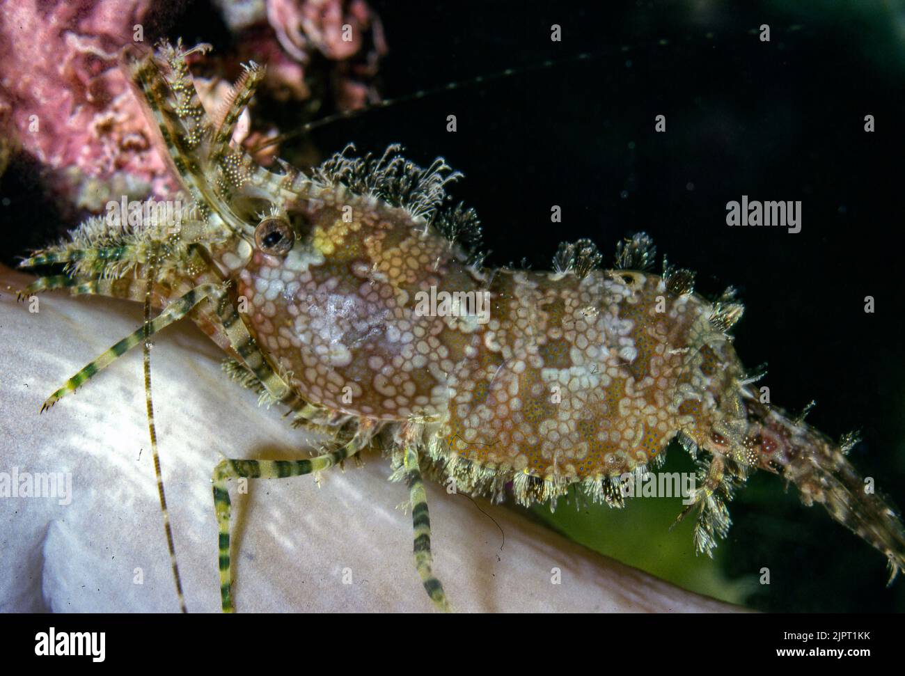 Marbled shrimp (Saron marmoratus, female) Stock Photo