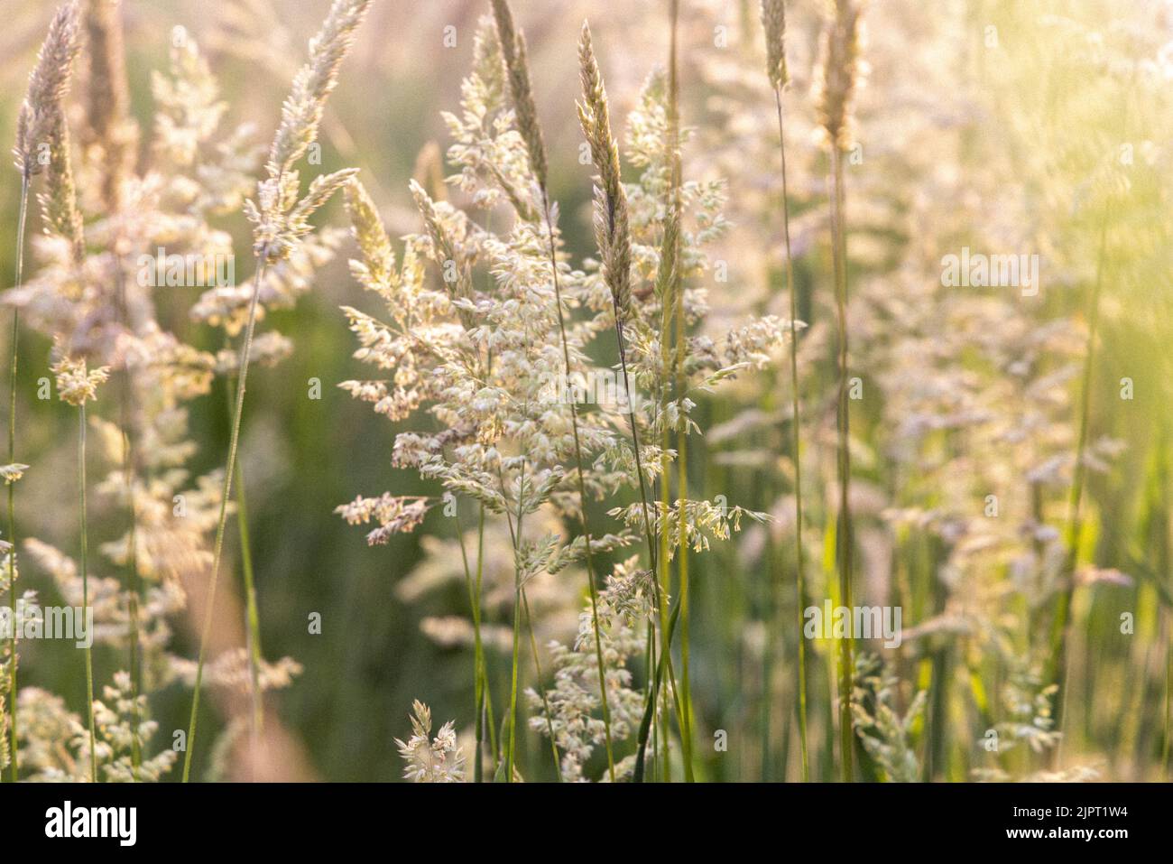 Beautiful soft focused grasses and seidges on beautiful sunny day. Spikelet flowers wild meadow plants. Sweet vernal grass (Anthoxanthum odoratum) and Stock Photo