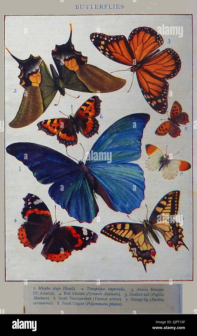 An early British coloured education butterflies identity chart Stock ...