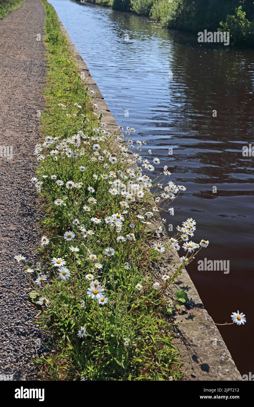 Oxeye Daisies growing wild at edge of canal towpath Stock Photo