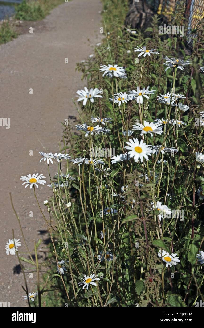 Oxeye Daisies growing wild at edge of canal towpath Stock Photo