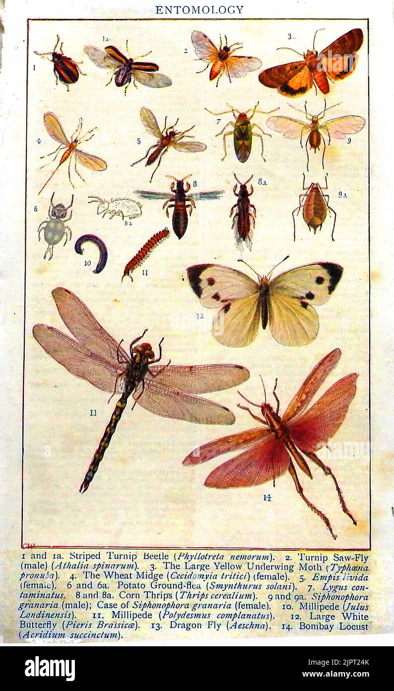 ENTOMOLOGY -An early British coloured education identity chart showing insects, beetles, grubs and butterflies Stock Photo