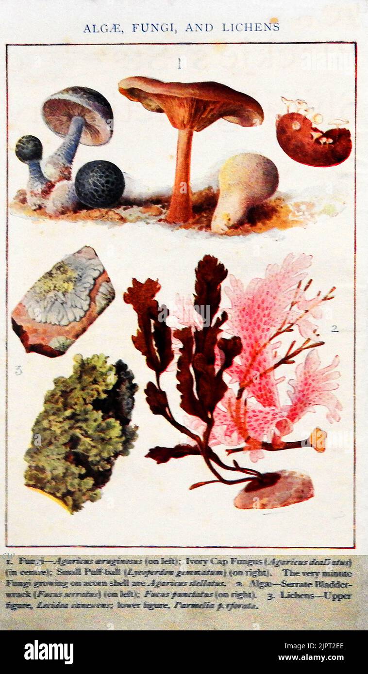 An early British coloured education identity chart  for Algae, fungi & lichens Stock Photo