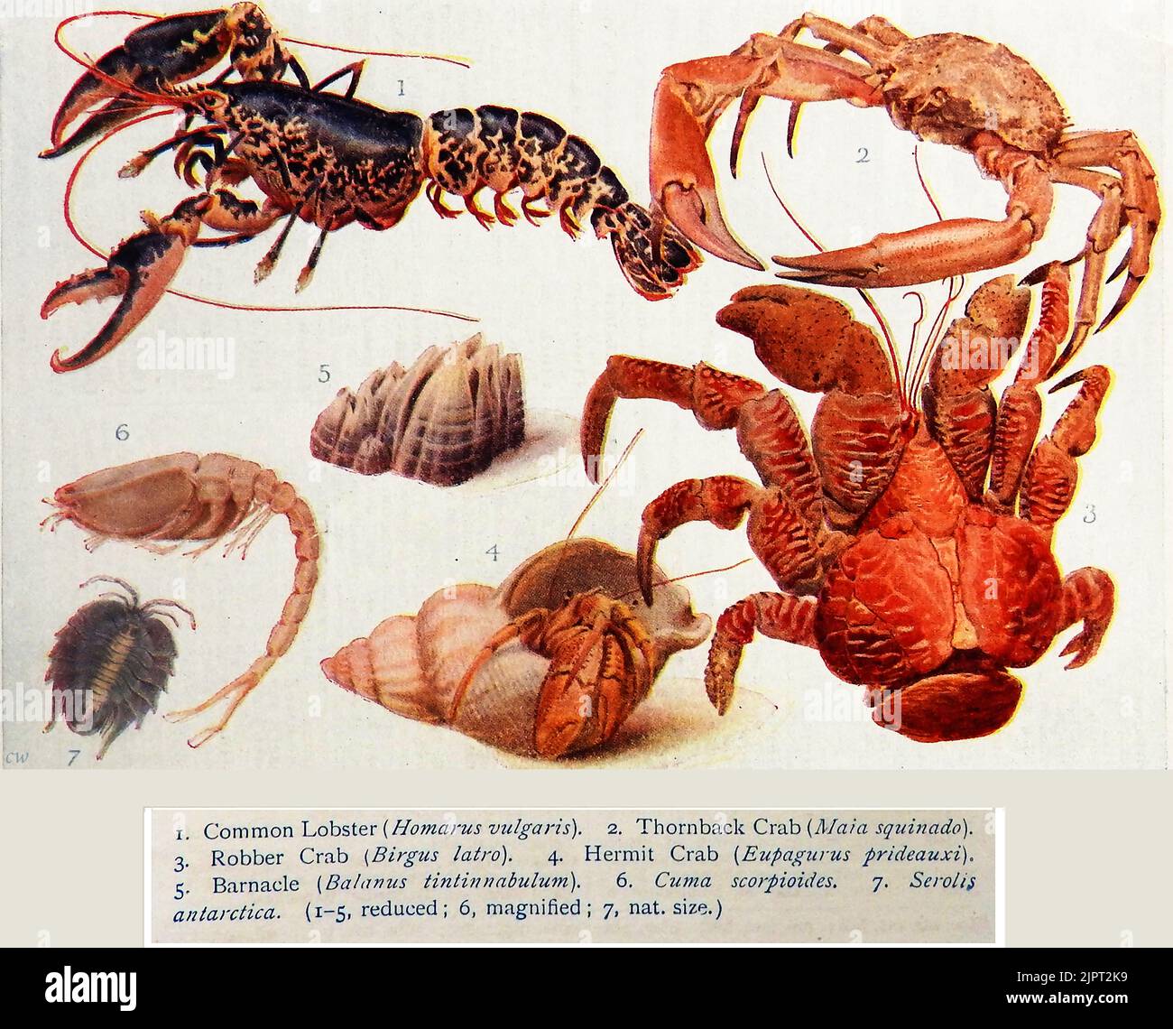 An early British coloured education crustaceans  identity chart. Stock Photo