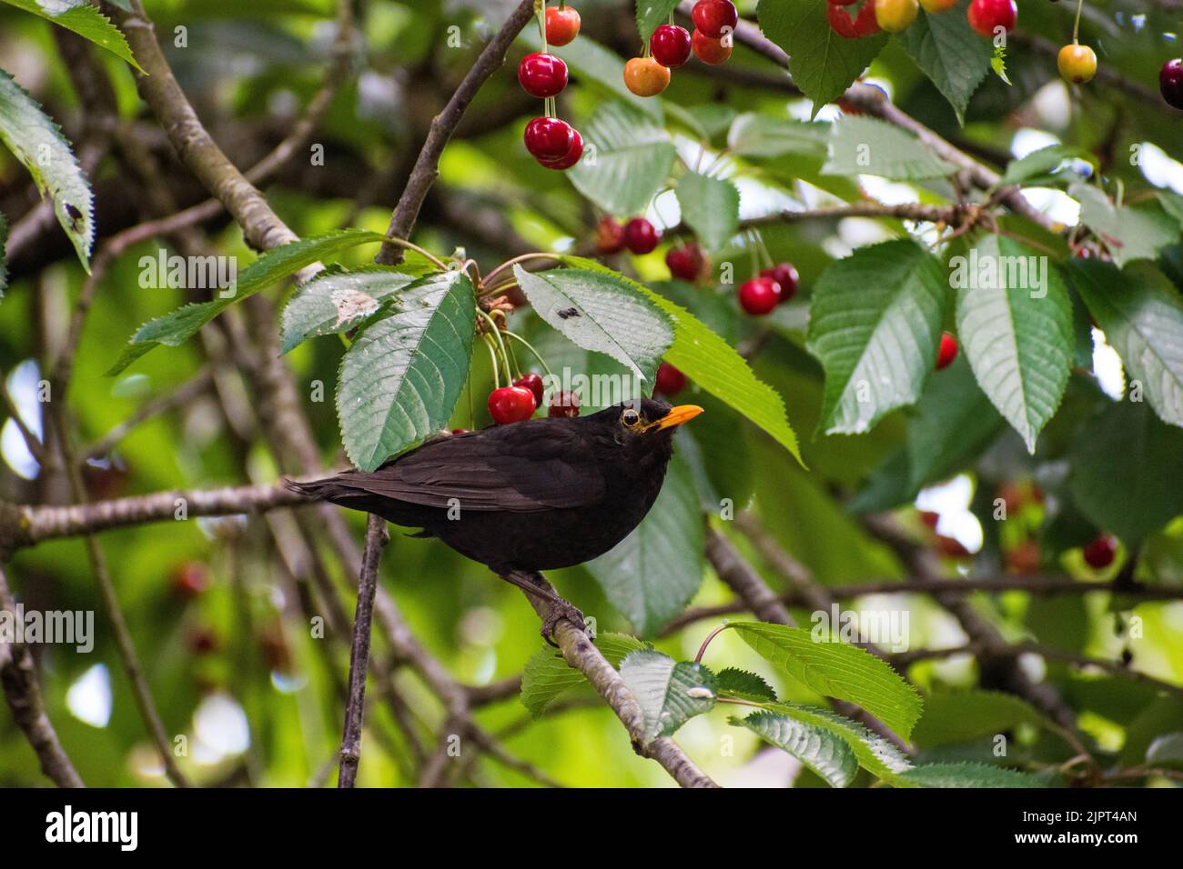 A male blackbird perched.  Taken in Monmouthshire, Wales, Uk. Stock Photo