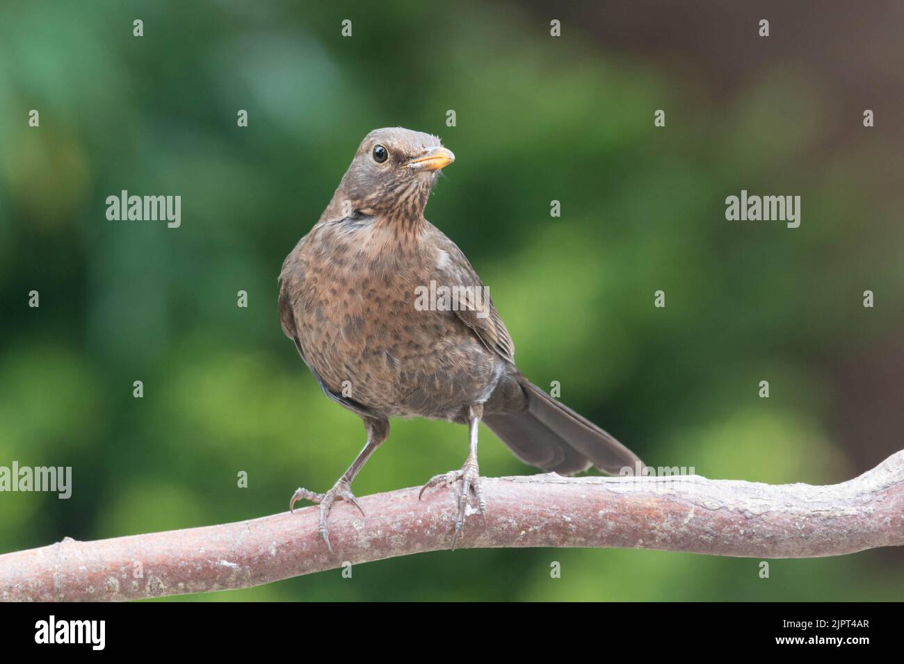 A female blackbird perched.  Taken in summer.  At Monmouthshire, Wales, Uk. Stock Photo