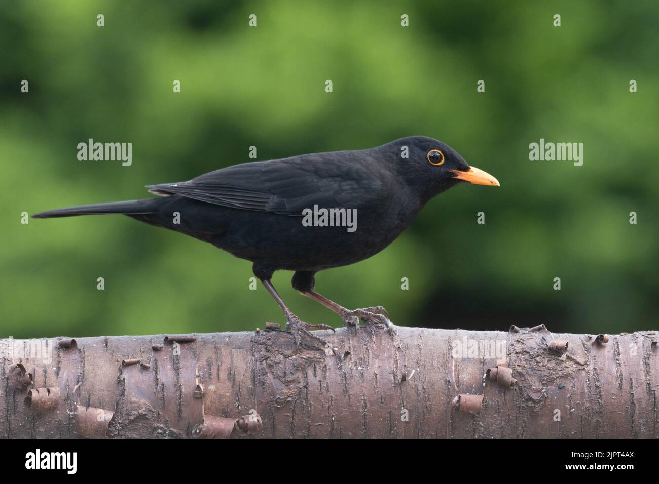 A male blackbird perched.  Taken in Monmouthshire, Wales, Uk. Stock Photo